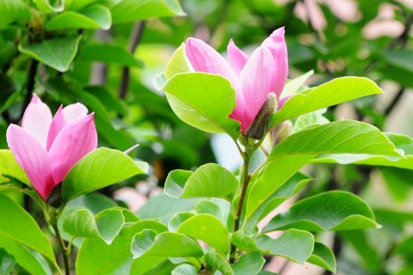 紫玉蘭樹苗市場價格多少錢一顆 紫玉蘭的養(yǎng)殖方法