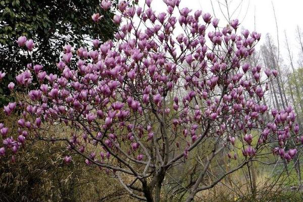 紫玉蘭樹苗市場價格多少錢一顆 紫玉蘭的養(yǎng)殖方法