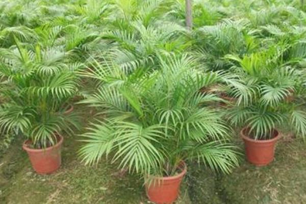 散尾葵種子市場價格多少錢一斤 散尾葵種子怎么種