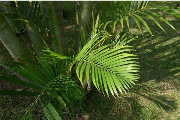 散尾葵種子市場價格多少錢一斤 散尾葵種子怎么種