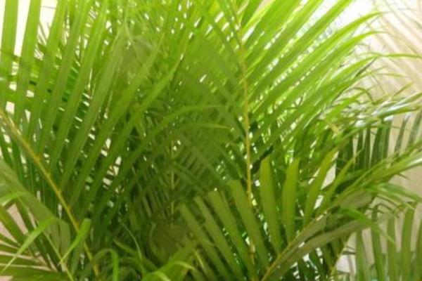 散尾葵種子市場價格多少錢一斤 散尾葵種子怎么種