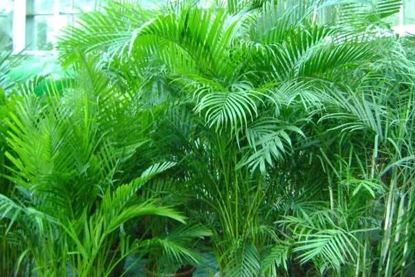 散尾葵種子市場價格多少錢一斤 散尾葵種子怎么種