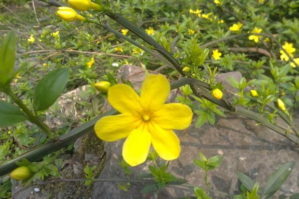 迎春花種子市場價格多少錢一斤 迎春花有哪些品種