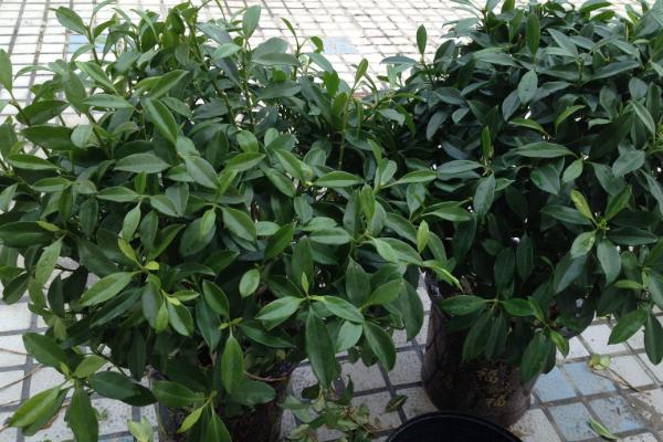 平安樹怎么修剪枝葉好看 怎么讓平安樹開花