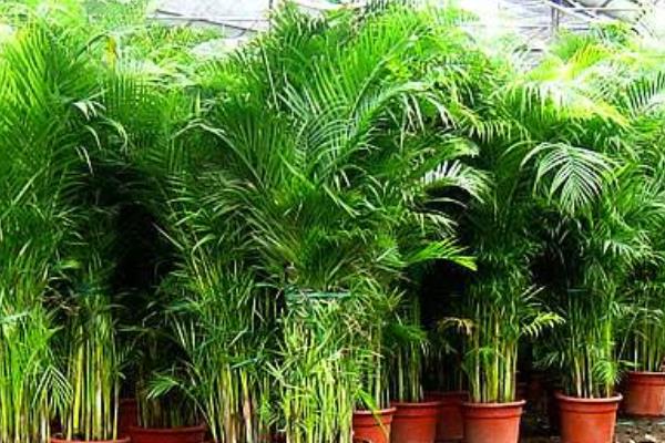 散尾葵葉子干枯怎么辦 散尾葵葉子發(fā)黃的原因及解決方法