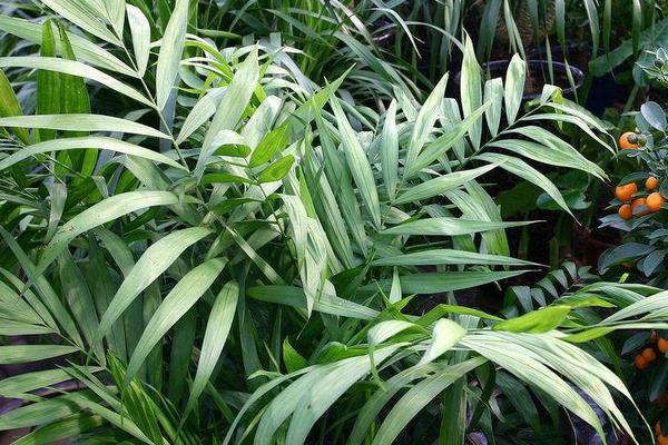 散尾葵放家庭哪個位置好（風水角度）  散尾葵的功效和作用