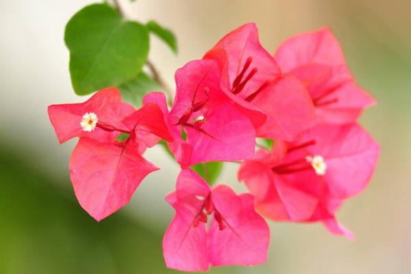 三角梅有毒嗎 三角梅能放在室內(nèi)臥室嗎