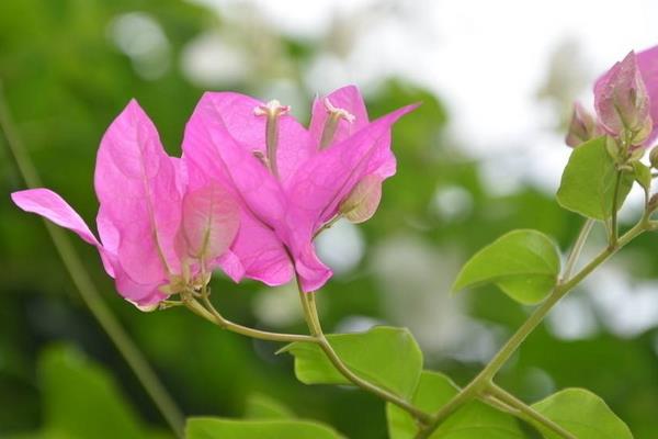三角梅修剪枝葉方法 三角梅什么時(shí)候剪枝