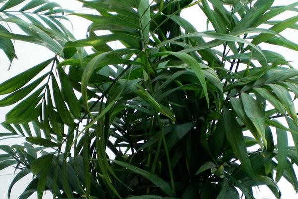 袖珍椰子怎么養 袖珍椰子養殖方法與注意事項