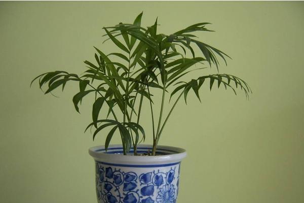 袖珍椰子和散尾葵的區別是什么 袖珍椰子有什么功效和作用