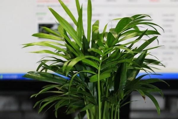 袖珍椰子和散尾葵的區別是什么 袖珍椰子有什么功效和作用