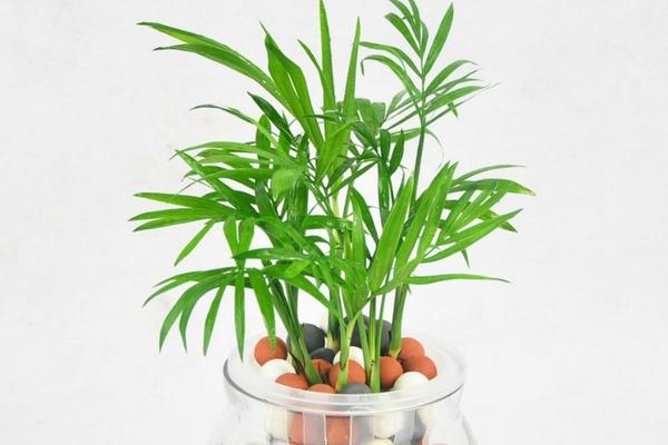 袖珍椰子和散尾葵的區別是什么 袖珍椰子有什么功效和作用