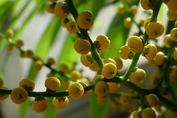 袖珍椰子和散尾葵的區別是什么 袖珍椰子有什么功效和作用