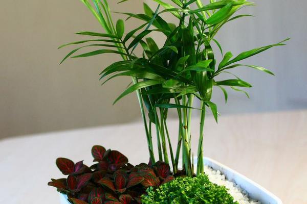 袖珍椰子和散尾葵的區別是什么 袖珍椰子有什么功效和作用