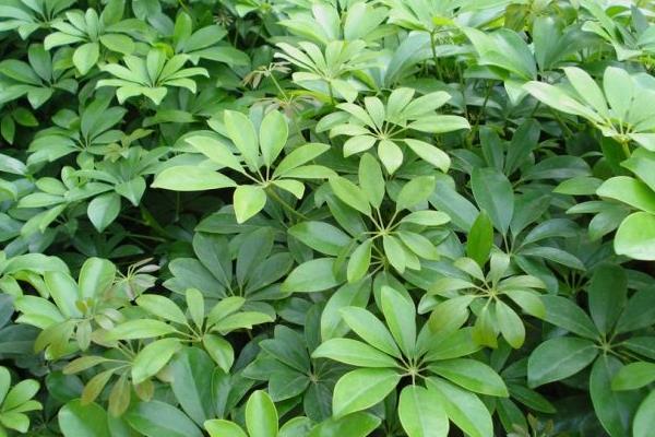 鴨腳木葉子變黃怎么辦 鴨腳木掉葉子的原因及解決方法