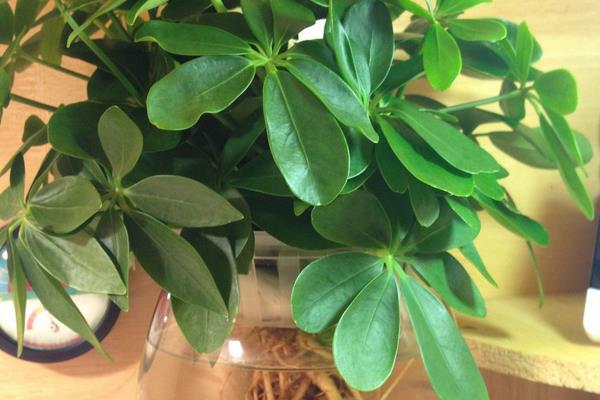 鴨腳木家庭水培養殖方法 鴨腳木適合在室內養嗎