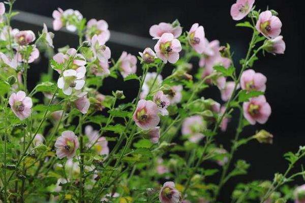 小木槿怎么養(yǎng) 小木槿養(yǎng)殖方法與注意事項(xiàng)