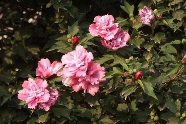 小木槿怎么養(yǎng) 小木槿養(yǎng)殖方法與注意事項(xiàng)