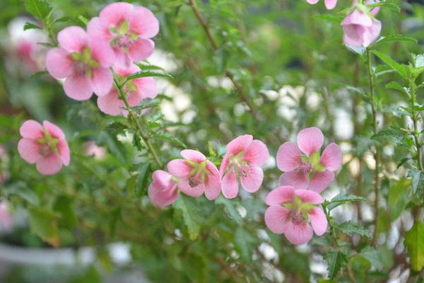 小木槿怎么養(yǎng) 小木槿養(yǎng)殖方法與注意事項(xiàng)