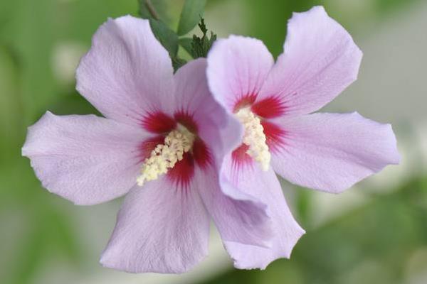 小木槿怎么養(yǎng) 小木槿養(yǎng)殖方法與注意事項(xiàng)