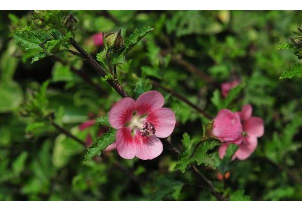 小木槿怎么養(yǎng) 小木槿養(yǎng)殖方法與注意事項(xiàng)