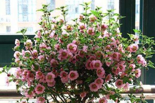 小木槿怎么養(yǎng) 小木槿養(yǎng)殖方法與注意事項(xiàng)