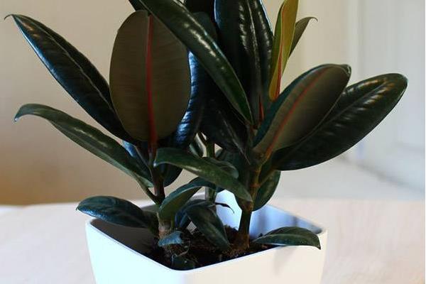 橡皮樹葉子發(fā)黃怎么辦 橡皮樹掉葉子的原因及解決方法