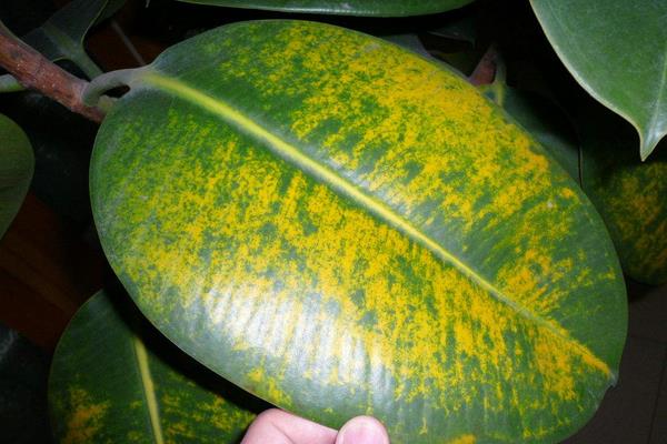 橡皮樹葉子發黃怎么辦 橡皮樹掉葉子的原因及解決方法