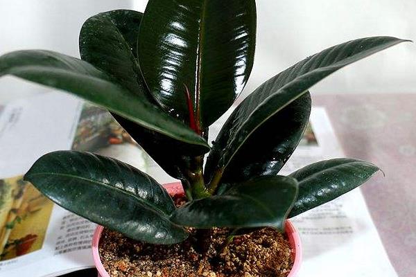 橡皮樹葉子發黃怎么辦 橡皮樹掉葉子的原因及解決方法