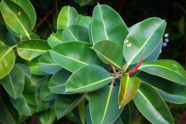 橡皮樹葉子發黃怎么辦 橡皮樹掉葉子的原因及解決方法