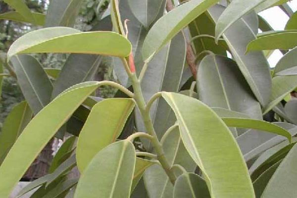 橡皮樹葉子發黃怎么辦 橡皮樹掉葉子的原因及解決方法