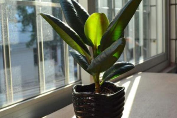 橡皮樹葉子發黃怎么辦 橡皮樹掉葉子的原因及解決方法