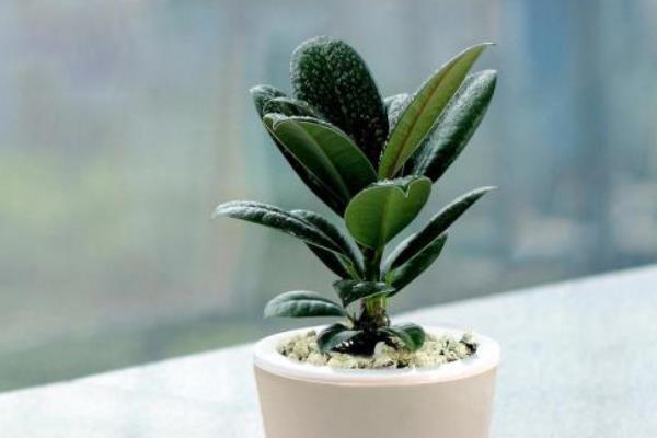 橡皮樹葉子發黃怎么辦 橡皮樹掉葉子的原因及解決方法