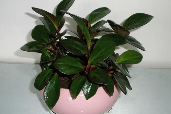 橡皮樹葉子發黃怎么辦 橡皮樹掉葉子的原因及解決方法