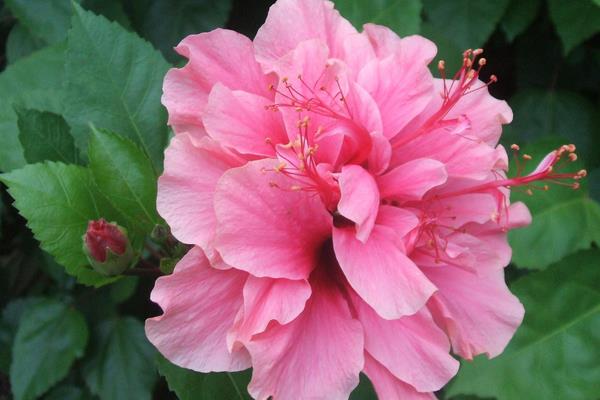 木槿怎么澆水（多久澆一次）木槿的四季養護法