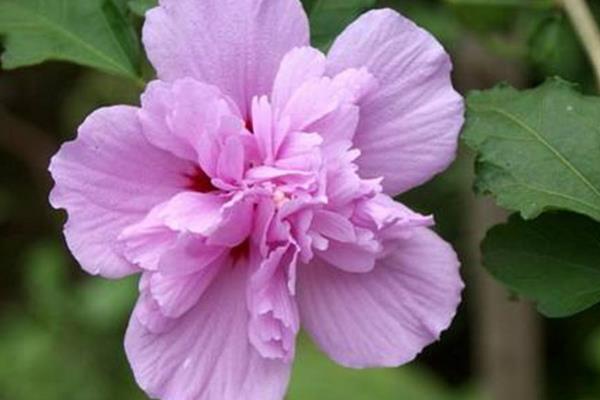 木槿怎么澆水(多久澆一次)木槿的四季養護法