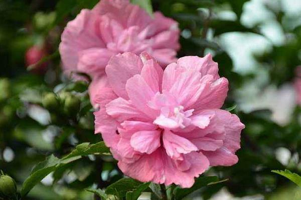 木槿怎么澆水(多久澆一次)木槿的四季養護法