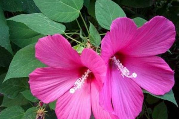 木槿怎么澆水(多久澆一次)木槿的四季養護法