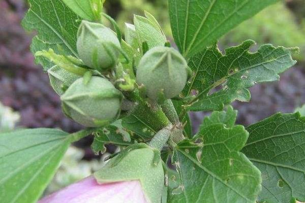 木槿怎么澆水(多久澆一次)木槿的四季養護法