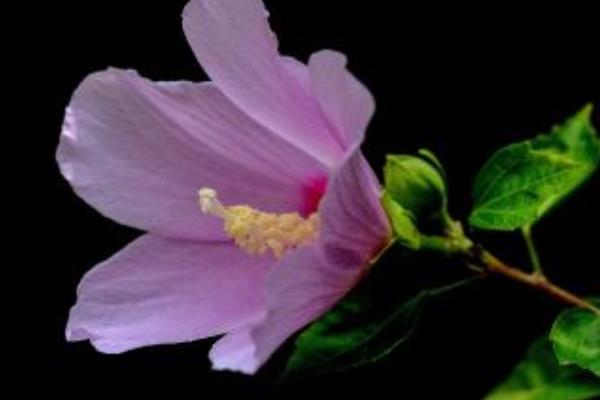 木槿怎么澆水(多久澆一次)木槿的四季養護法