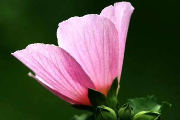 木槿怎么澆水(多久澆一次)木槿的四季養護法