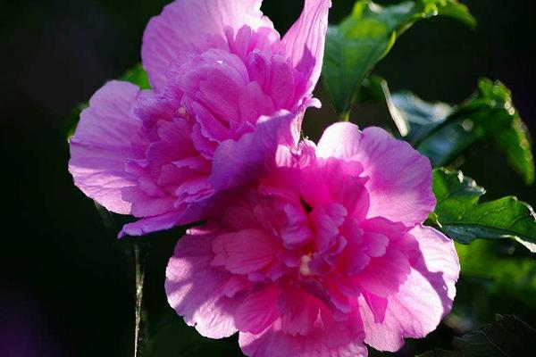 木槿家庭盆栽養殖方法 木槿能放在室內養嗎