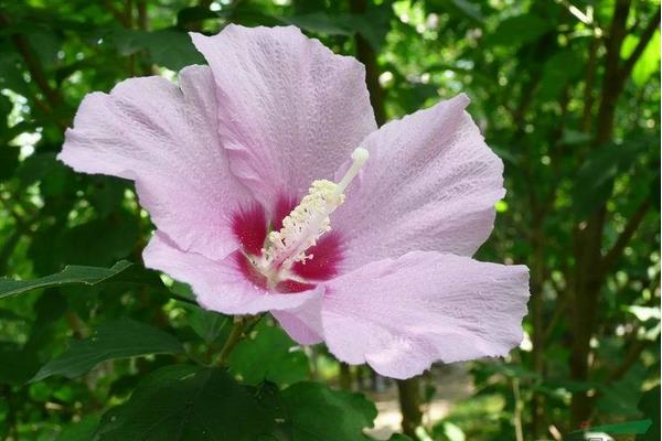 木槿家庭盆栽養殖方法 木槿能放在室內養嗎