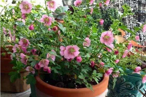 木槿家庭盆栽養殖方法 木槿能放在室內養嗎