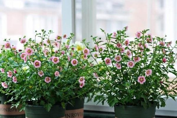 木槿家庭盆栽養殖方法 木槿能放在室內養嗎