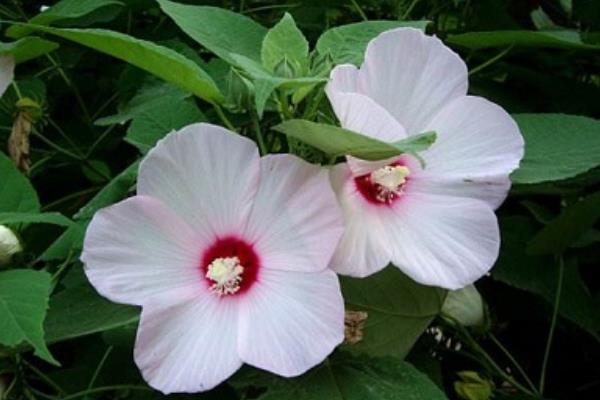 木槿家庭盆栽養殖方法 木槿能放在室內養嗎