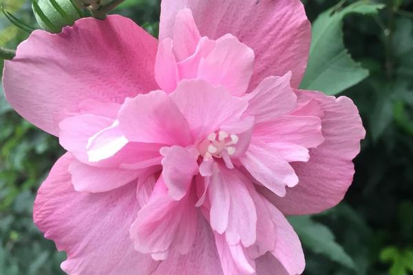 木槿家庭盆栽養殖方法 木槿能放在室內養嗎