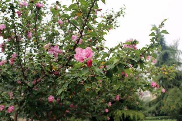 木槿家庭盆栽養殖方法 木槿能放在室內養嗎