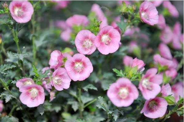 小木槿怎么養(yǎng) 小木槿養(yǎng)殖方法與注意事項(xiàng)