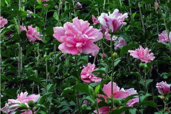 木槿功效與作用及禁忌 木槿藥用價(jià)值